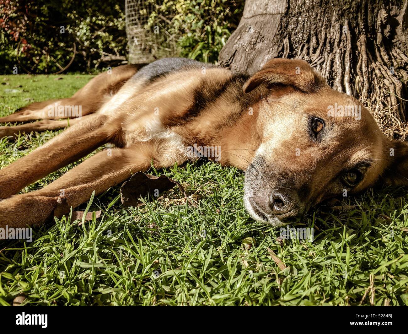 Cane sdraiati sull'erba - Immagine stock catturata con smartphone