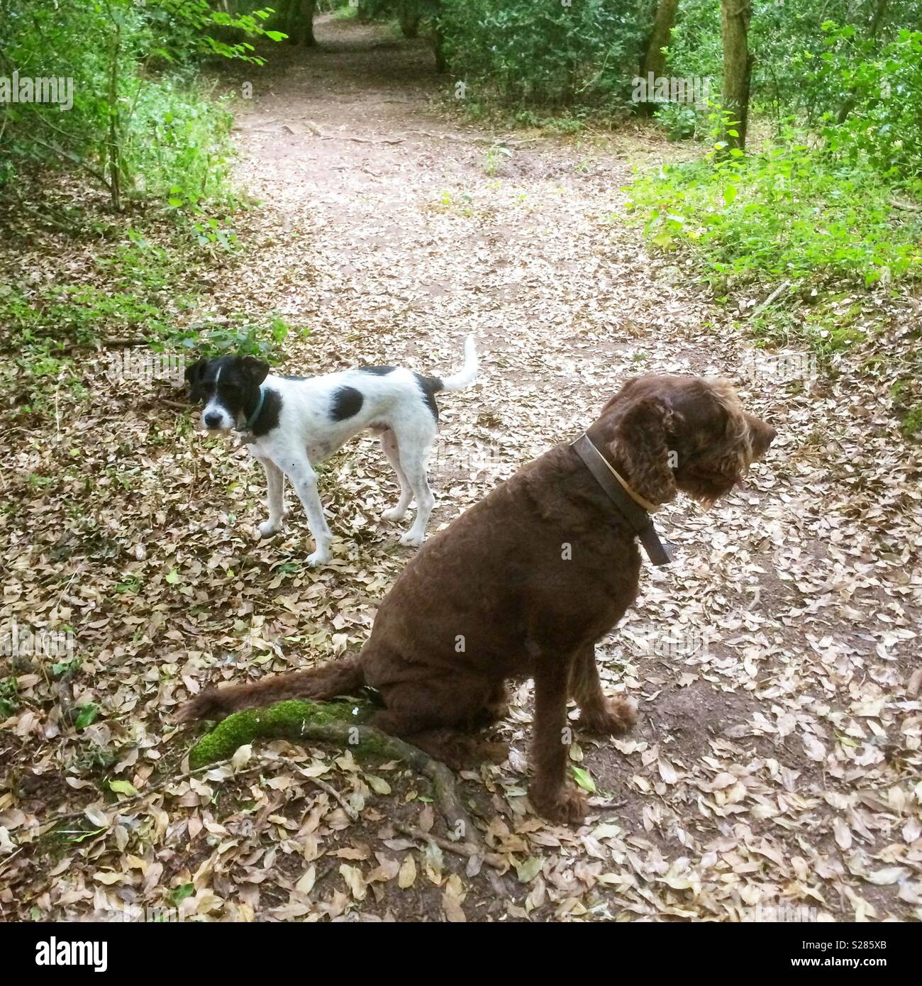 I cani in attesa su un percorso nel bosco, Medstead, Hampshire, Regno Unito. Foto Stock