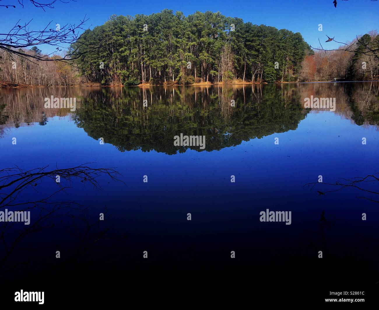 Un patch di Loblolly Pines nella foresta con belle riflessioni sull'acqua a Lago di Wheeler Park in Raleigh North Carolina. Foto Stock