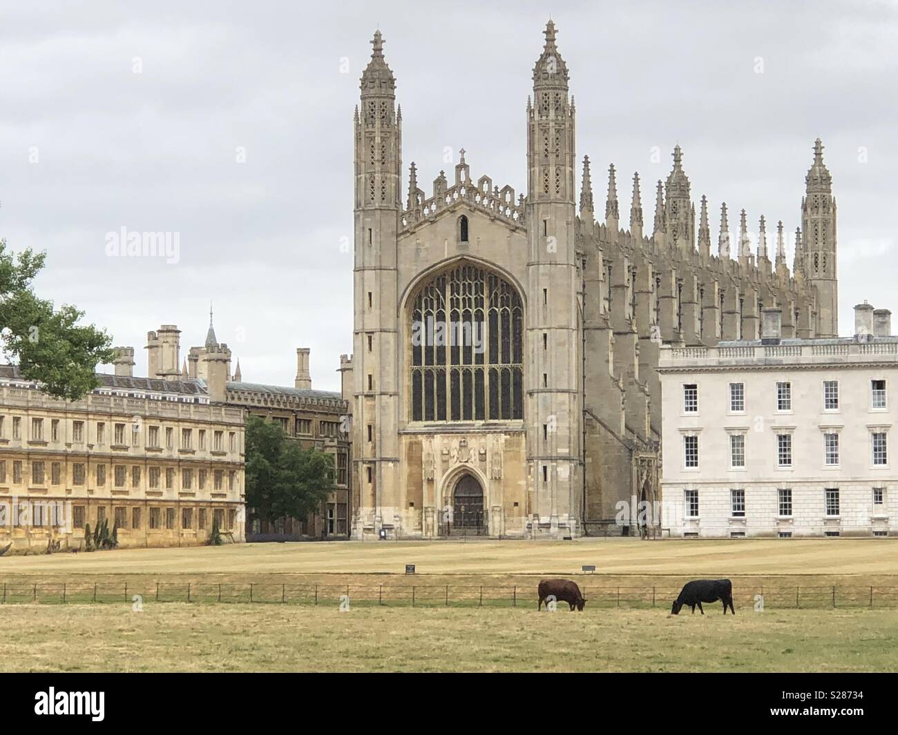 Vacche navigando nella parte anteriore dei mondi più famosa Kings College di Cambridge Foto Stock