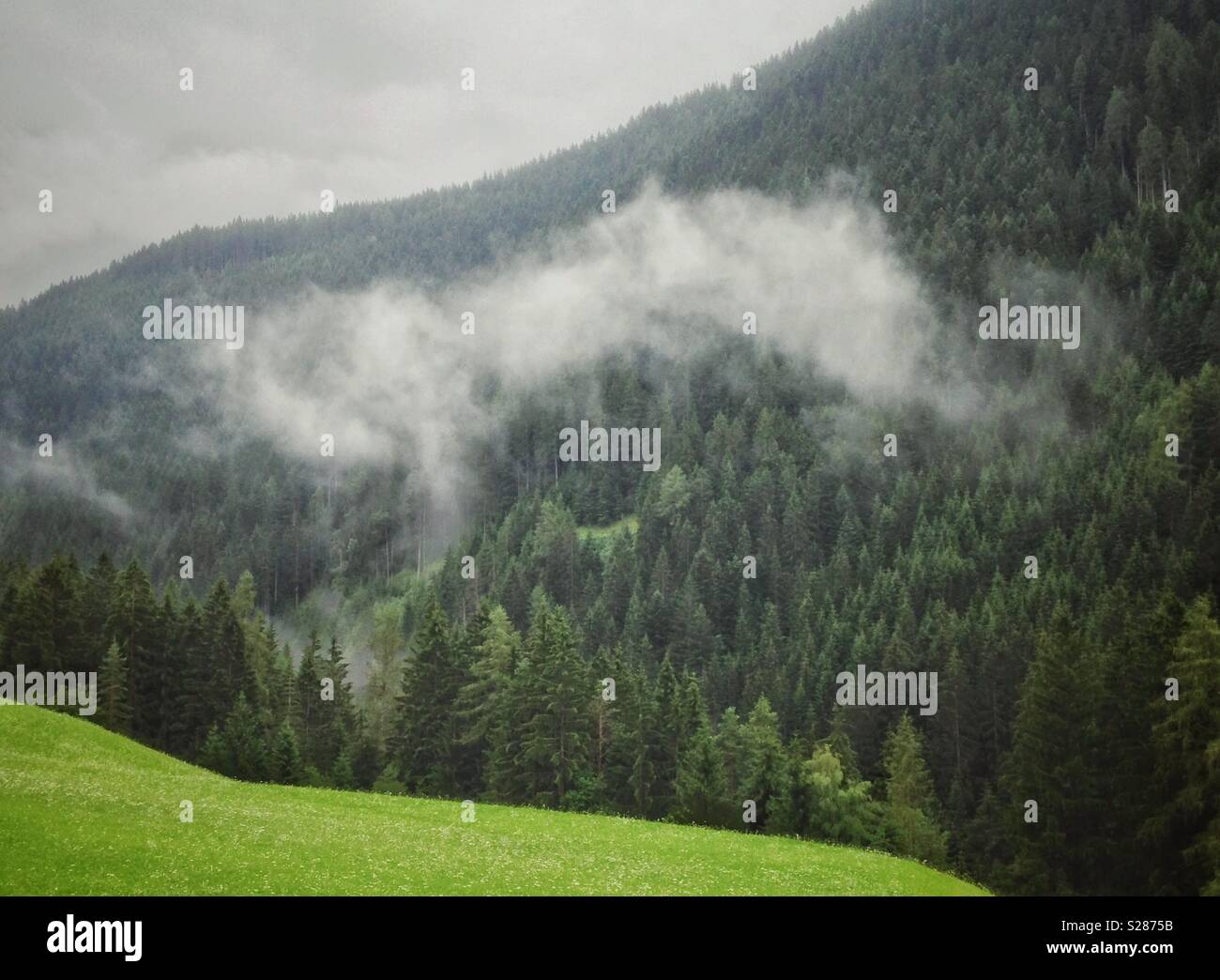 La nebbia nella foresta Foto Stock