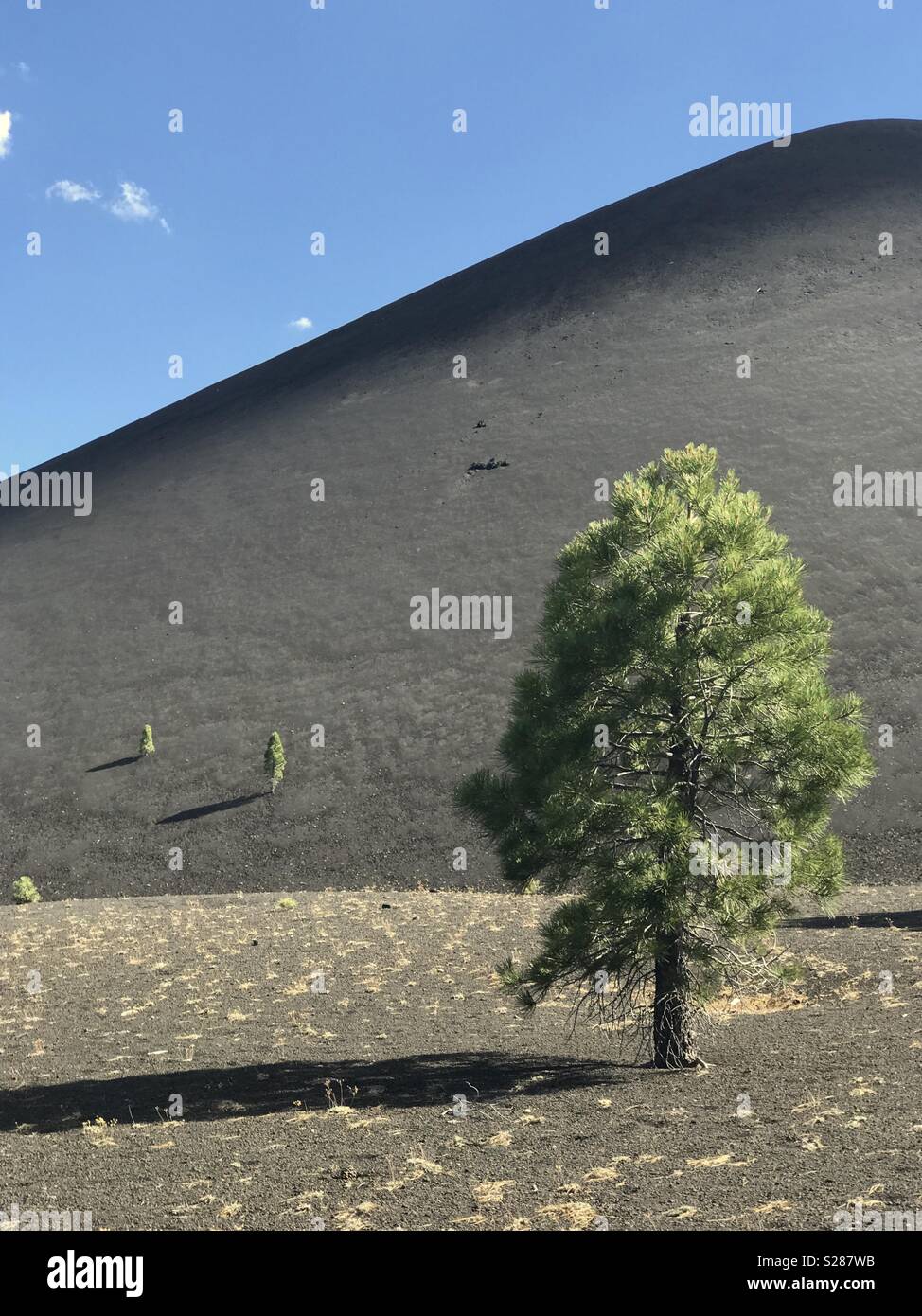 Alberi di pino e cono di scorie, Parco nazionale vulcanico di Lassen, California - Immagine stock catturata con smartphone