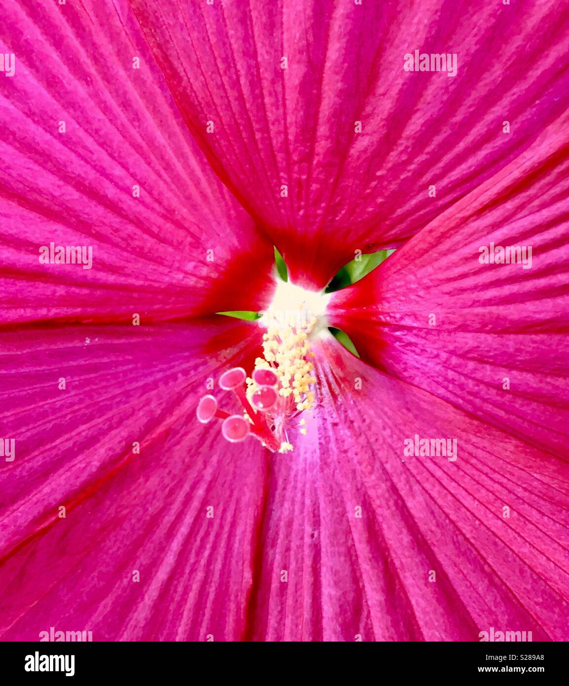 Rosa scuro inverno hardy hibiscus - Immagine stock catturata con smartphone
