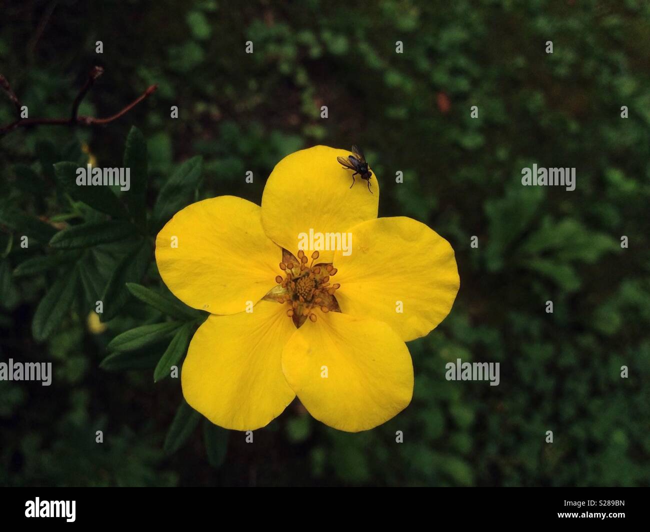Piccolo volare su arbustiva cinquefoil fiore - Immagine stock catturata con smartphone