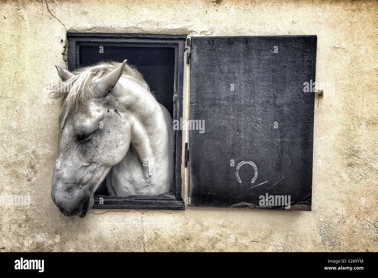 Cavallo grigio guardando fuori della finestra stabile Foto Stock