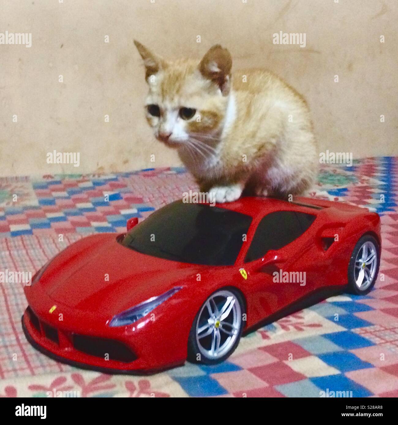 Cat car toy immagini e fotografie stock ad alta risoluzione Alamy
