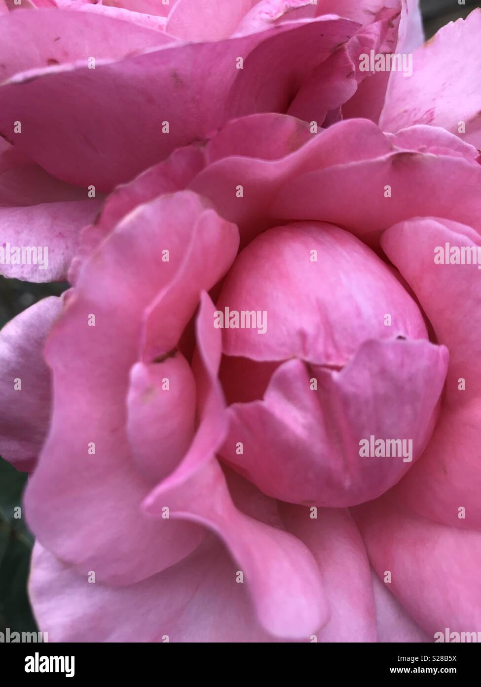 Rose,Rosa,l'estate Foto Stock