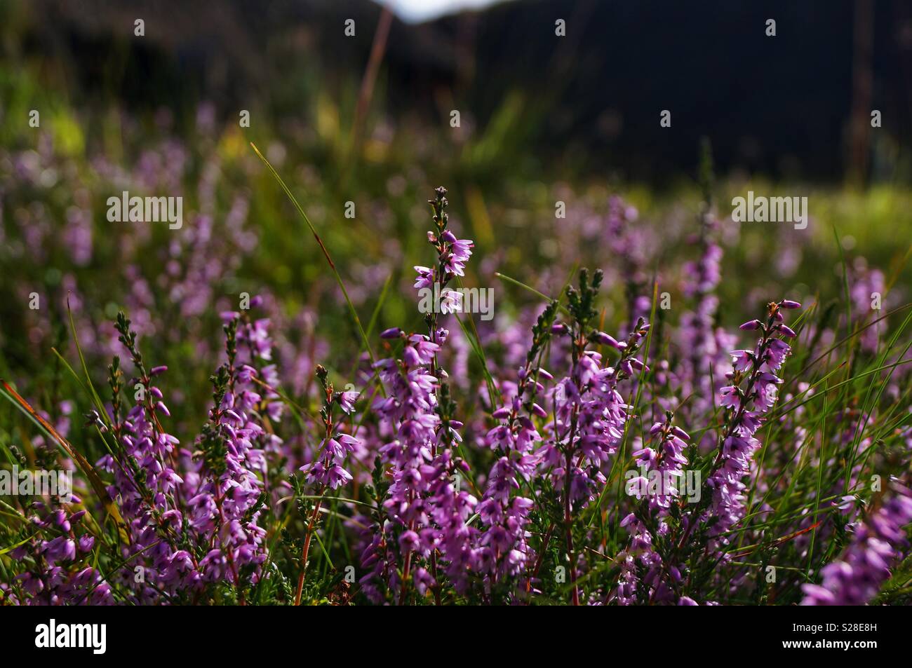 Scottish Heather in fiore Foto Stock