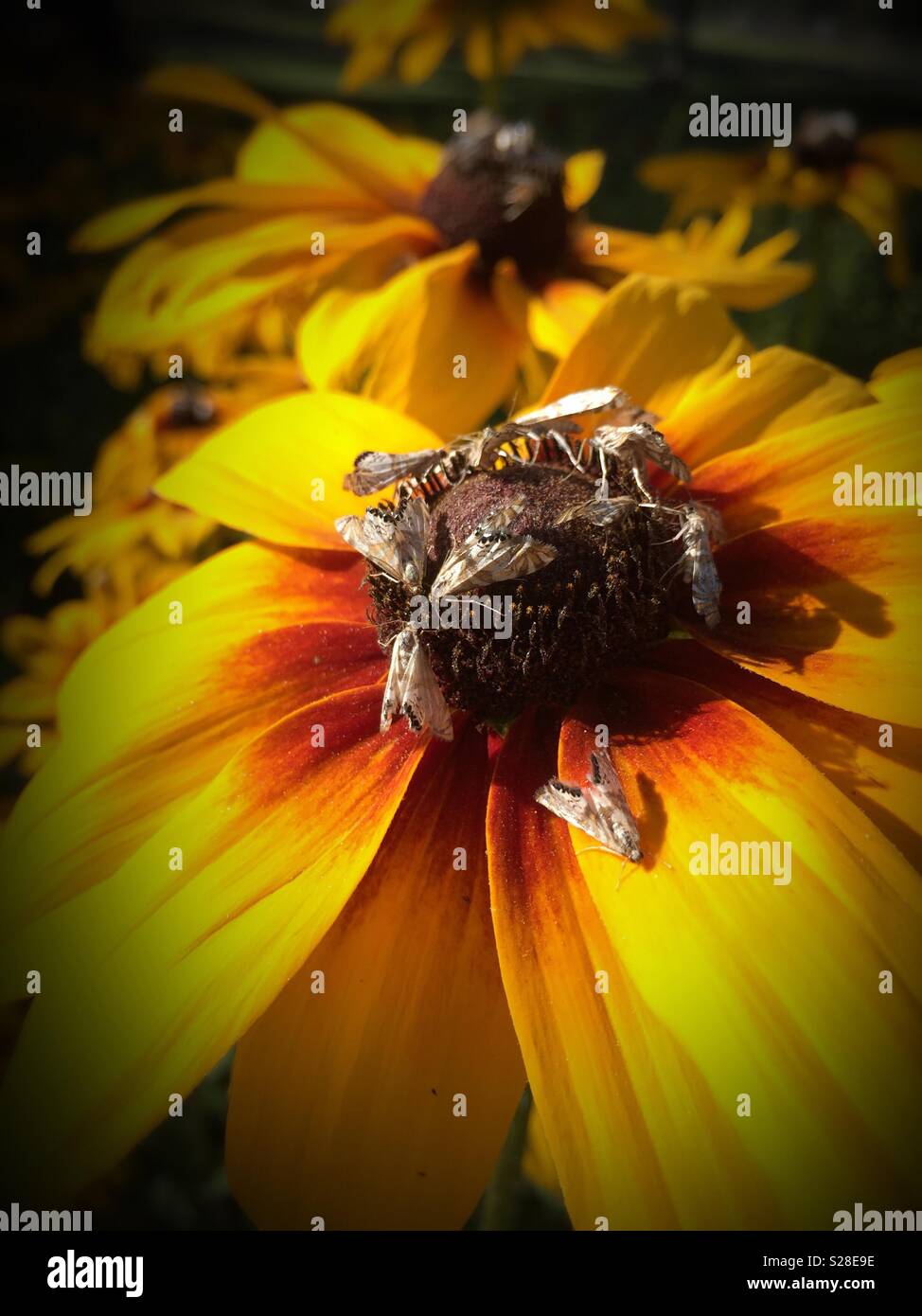 Cono giallo ricoperto di fiori in alimentazione falene, STATI UNITI D'AMERICA Foto Stock