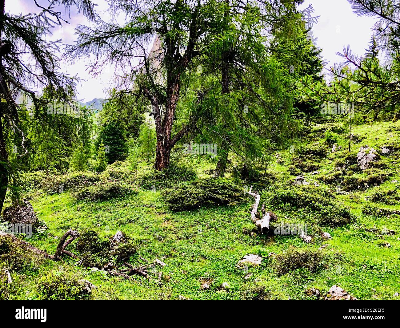 Foresta Magica, montagne Rofan, Rofangebirge, Brandenberg Alpi, il lago di Achen, Austria - Immagine stock catturata con smartphone