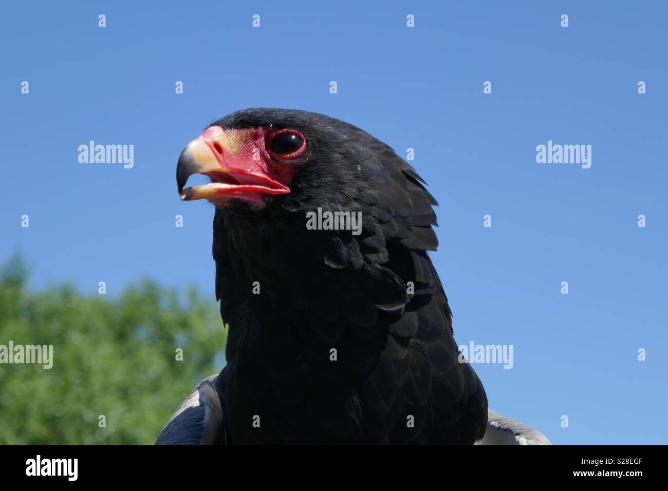 Hawk Foto Stock