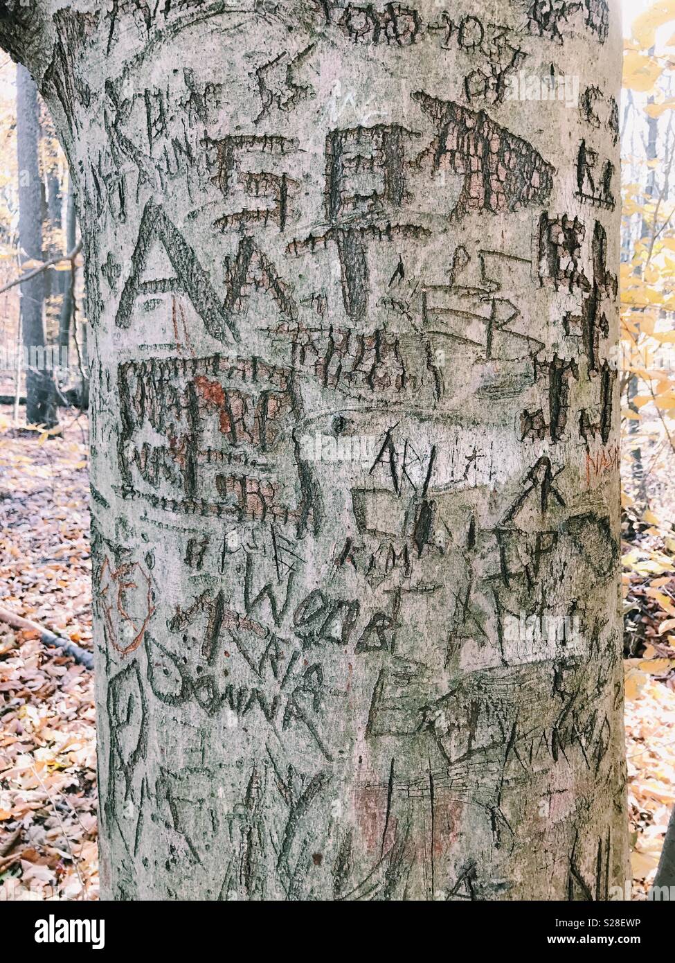 Nomi e iniziali incise e graffiato in un albero in un parco in New Jersey, USA. Foto Stock