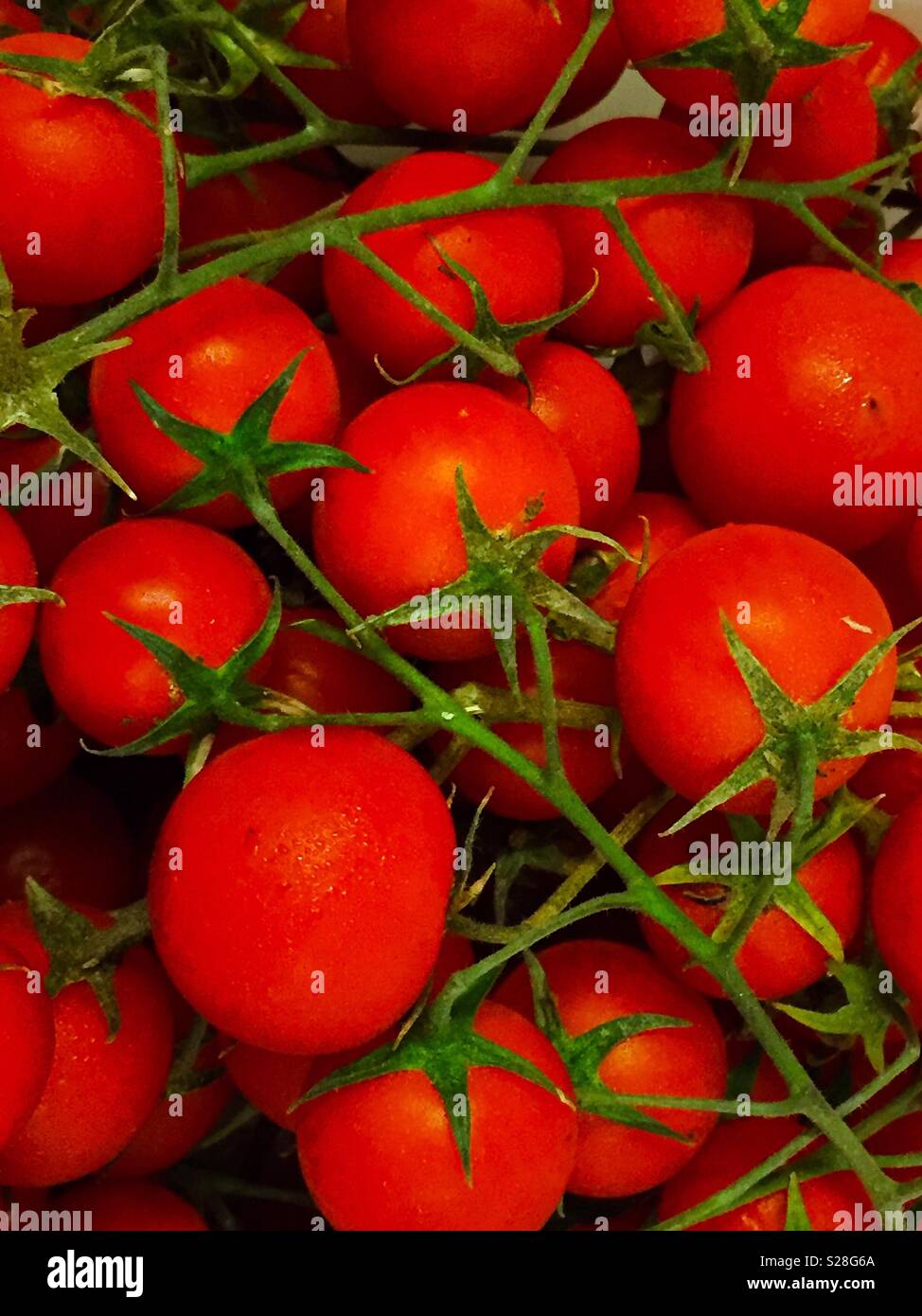 Piccoli pomodori Foto Stock