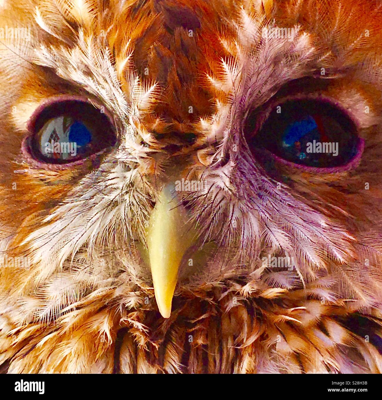 Baby Owl Closeup Foto Stock