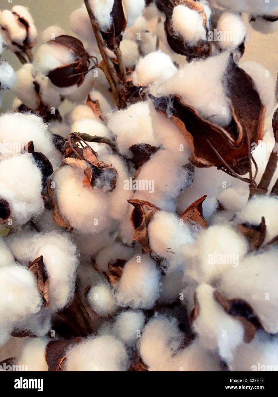 Il cotone bolls Close up, STATI UNITI D'AMERICA Foto Stock
