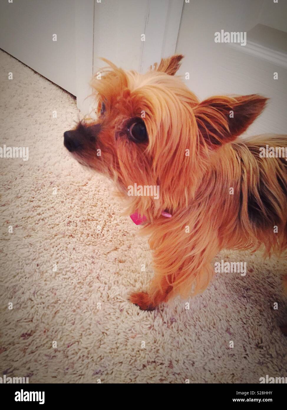 Yorkshire terrier cane guardando la telecamera, STATI UNITI D'AMERICA - Immagine stock catturata con smartphone