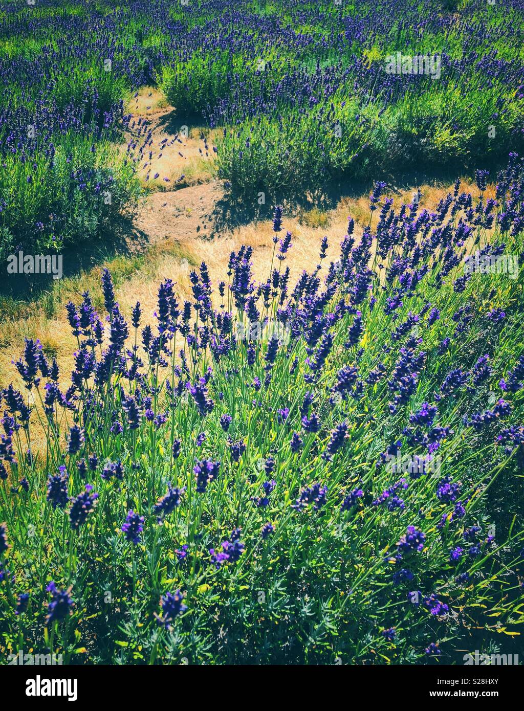 Campo di lavanda Foto Stock