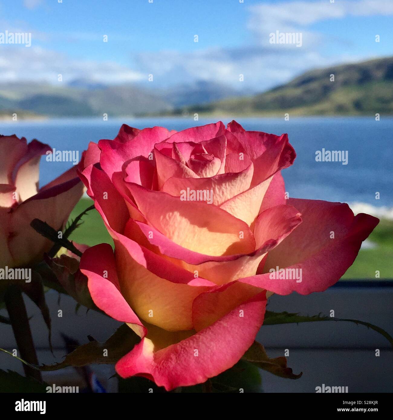 Rose in una finestra che guarda al mare - Immagine stock catturata con smartphone