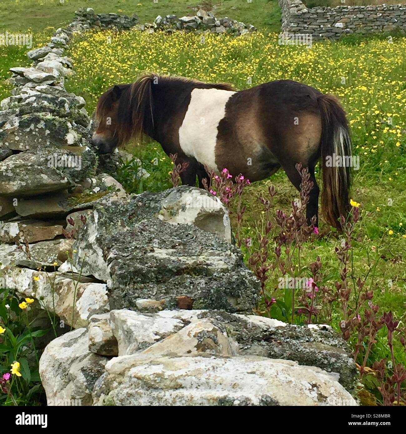 Pony Shetland pascolare in un campo murato nelle isole Shetland Foto Stock