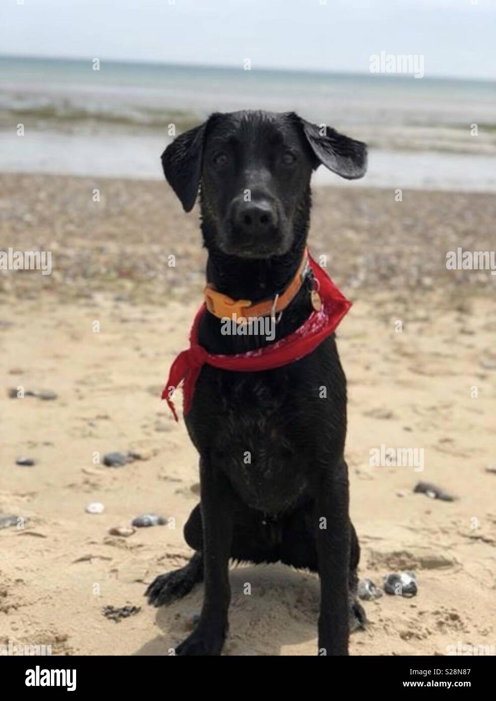 Il labrador nero dog sitter su una spiaggia Foto Stock
