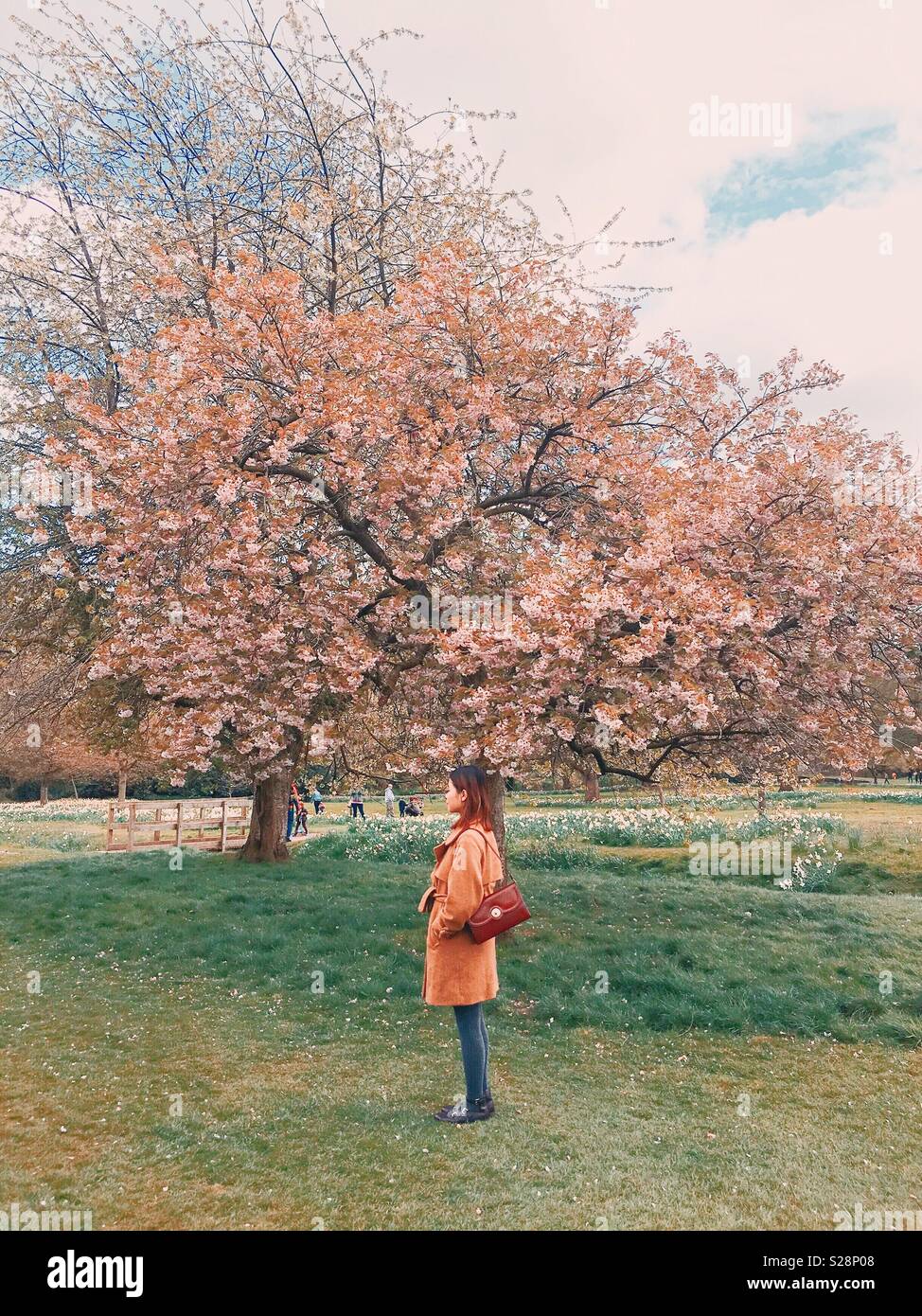 Una ragazza / donna / lady portando un vintage sacchetto rosso apprezzando i bellissimi fiori rosa in un parco o giardino in primavera, foto scattata in Temple Newsam, Leeds, West Yorkshire, Inghilterra, Regno Unito Foto Stock
