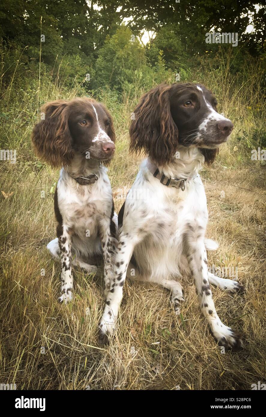 Due English Springer Épagneuls, madre e figlia, rilassante dopo una passeggiata. - Immagine stock catturata con smartphone