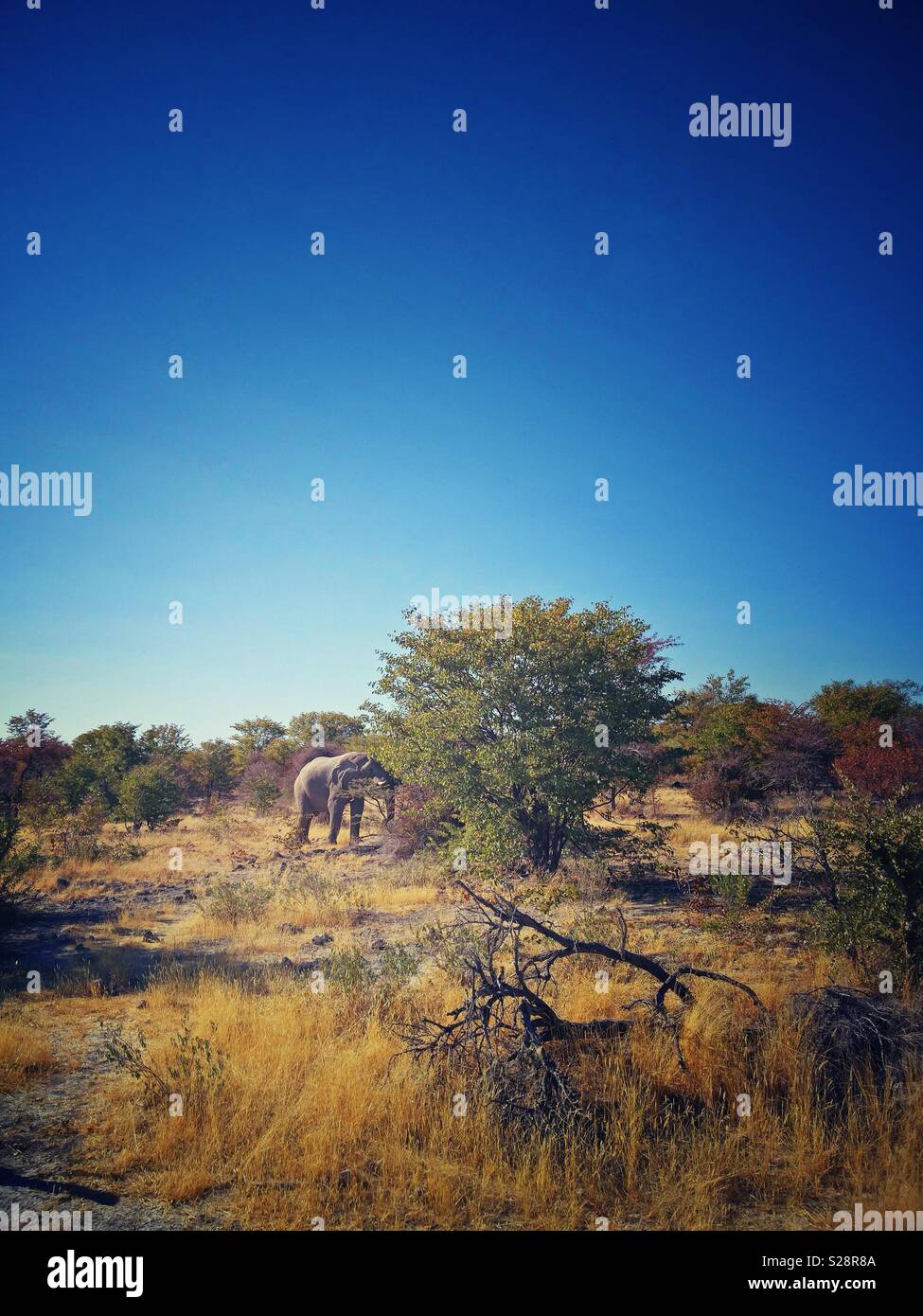 Elefante africano Loxodonta africana navigazione di acacia, Damaraland, Namibia. Ritratto in formato verticale con copyspace. Foto Stock