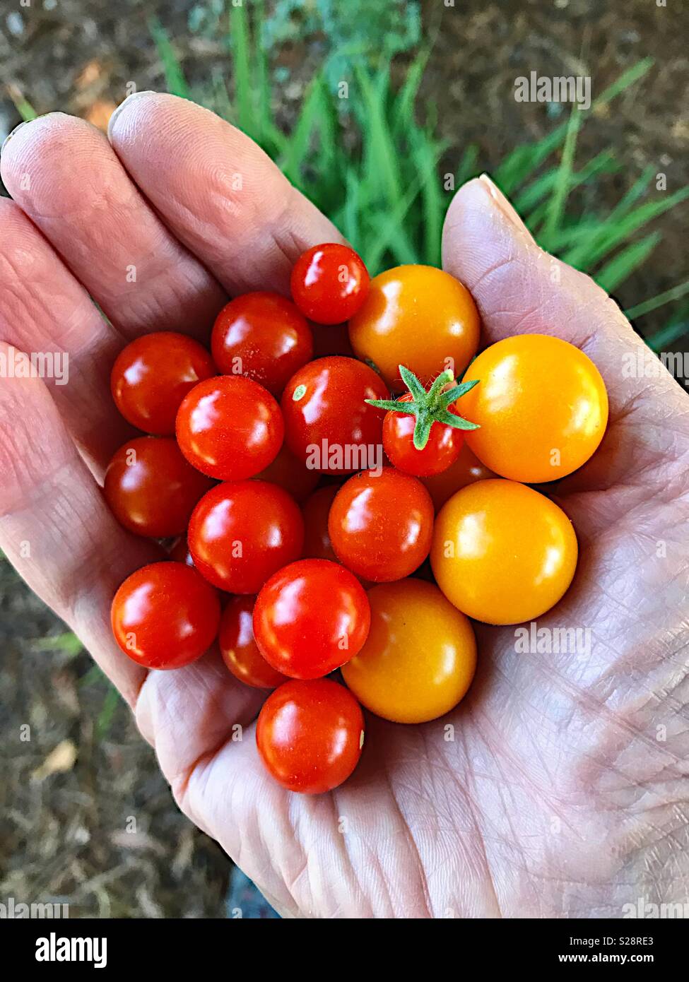 Il giallo e il rosso dei pomodori ciliegia in una mano d'uomo Foto Stock