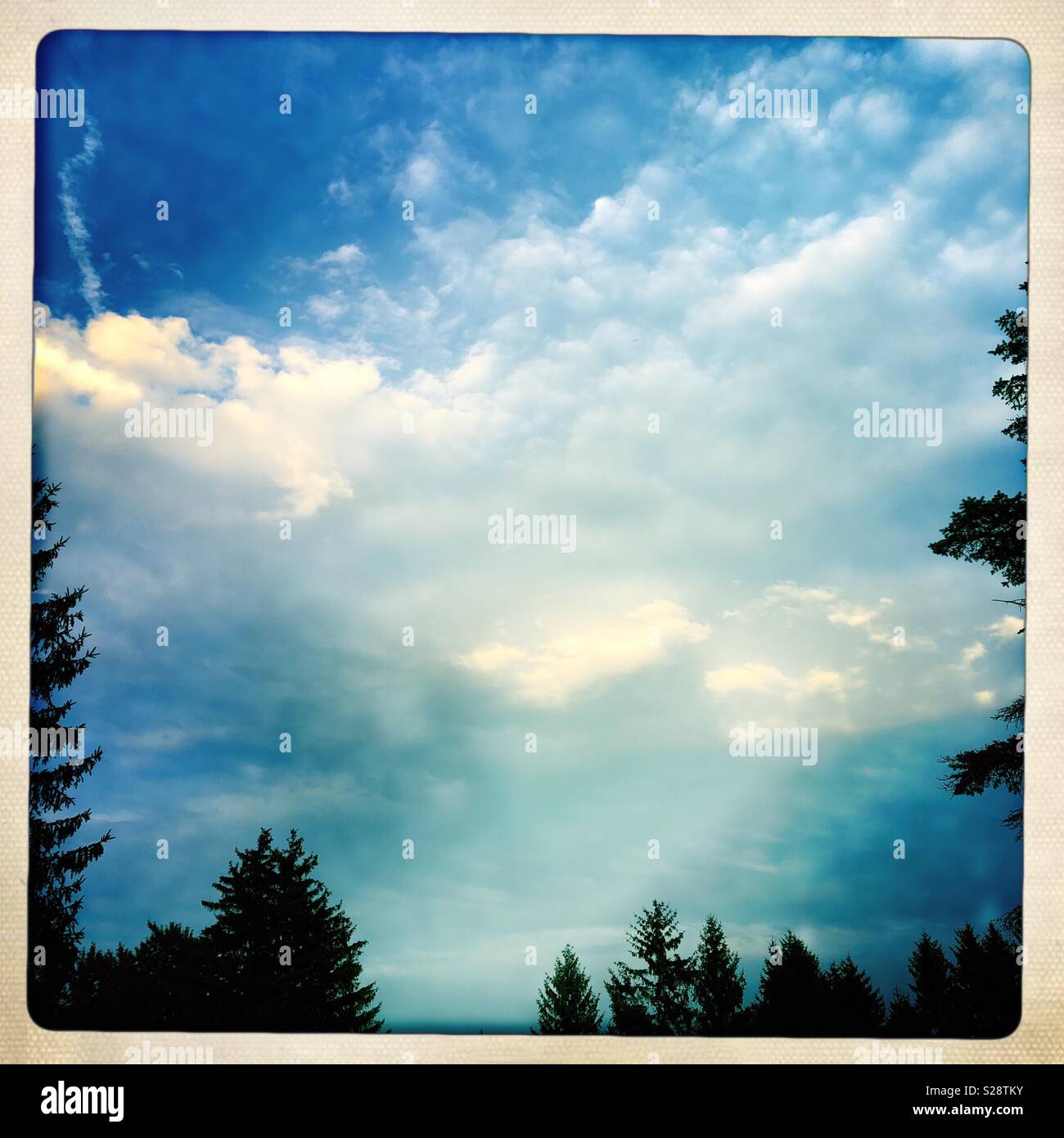 Cielo drammatico incorniciato da pini presi dal mio portico anteriore - Immagine stock catturata con smartphone