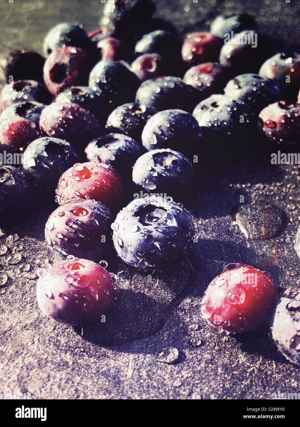 Blueberrys fresco Foto Stock