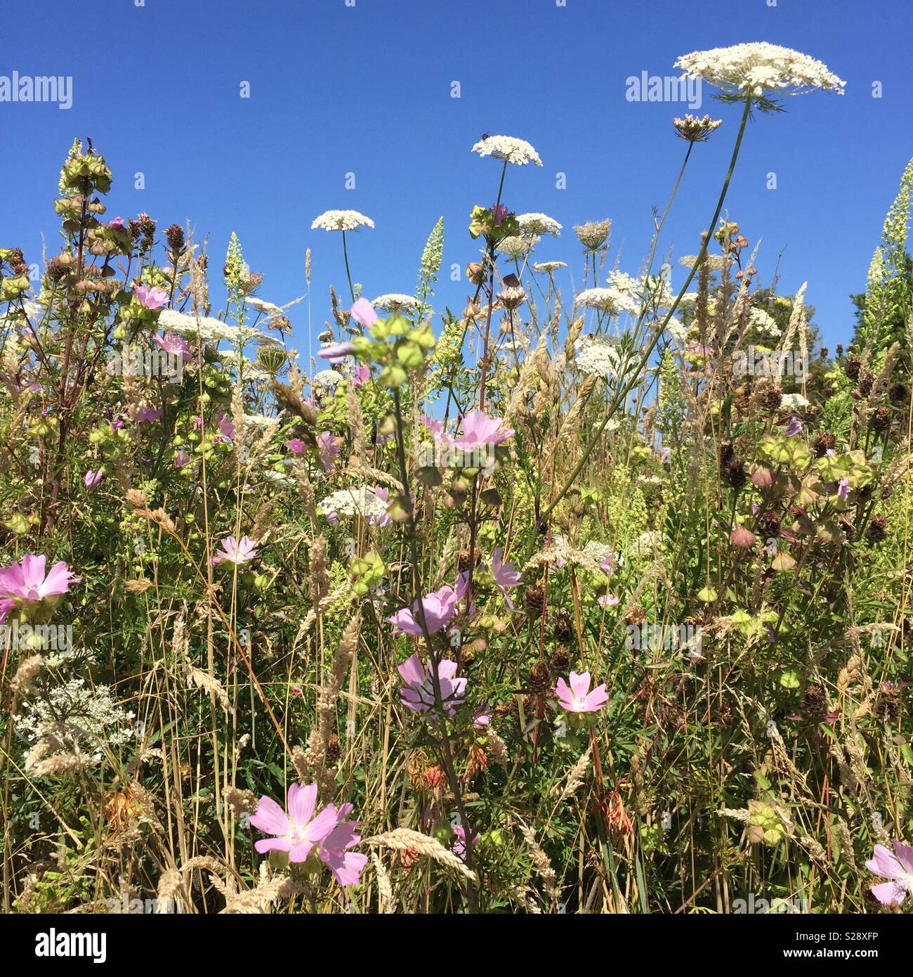 Fiori Selvatici in Primrose riserva naturale, Jarrow, Tyne and Wear. Regno Unito Foto Stock