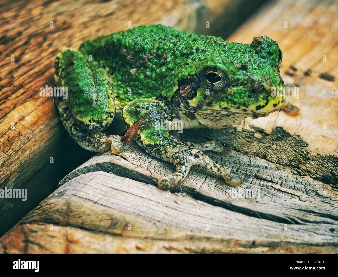 Gray Treefrog (Hyla versicolor) su una superficie di legno Foto Stock