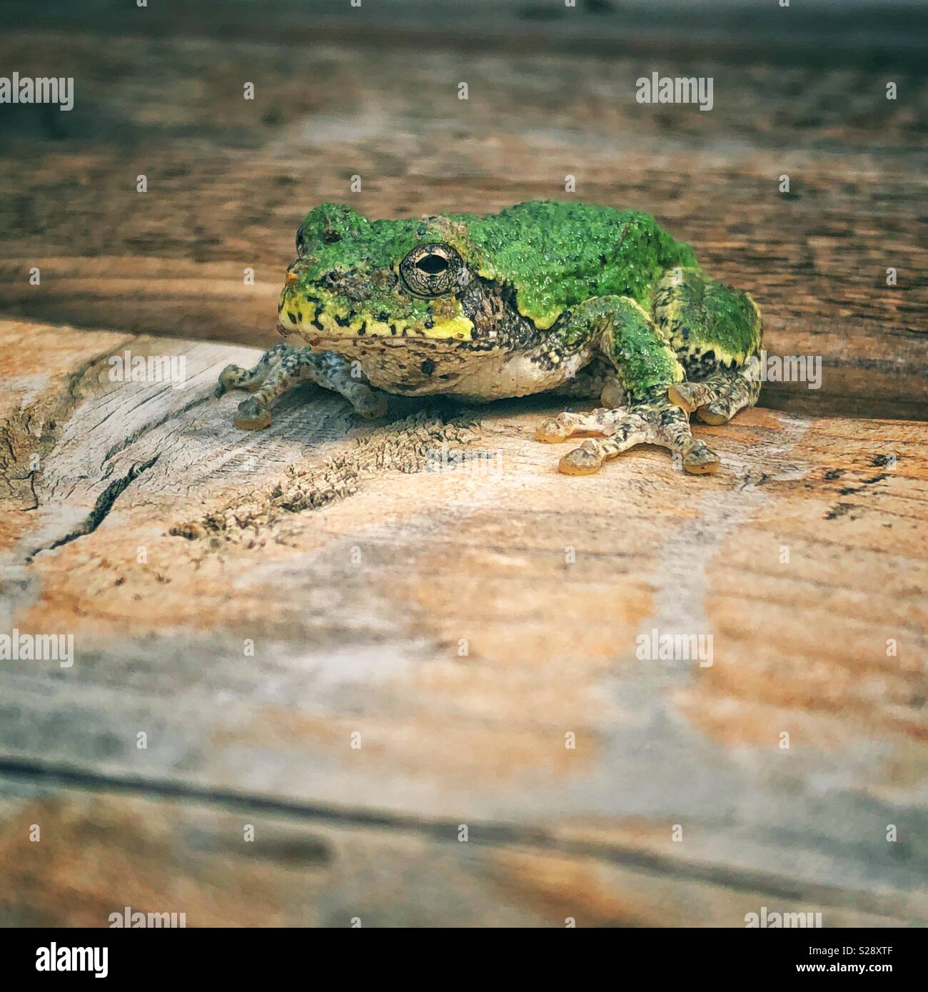 Gray Treefrog sul ponte di legno guardando la fotocamera Foto Stock