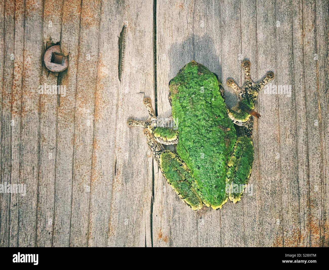 Da sopra (flat lay) vista di Gray Treefrog torna su pannello di legno Foto Stock