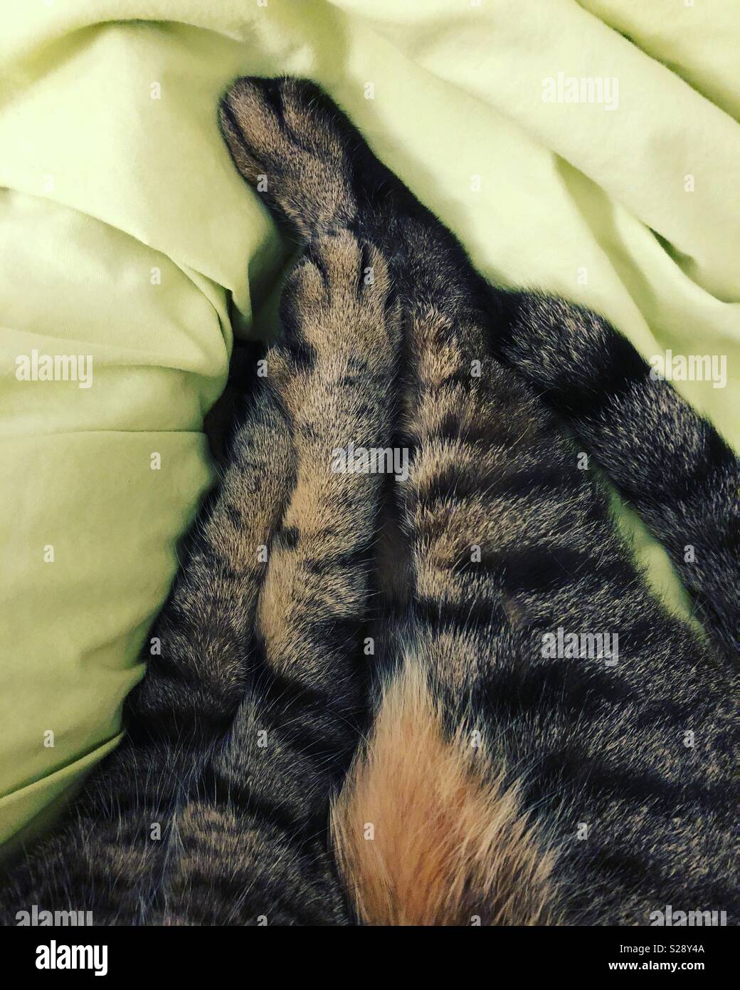 I miei gatti gambe come lei si rilassa accanto a me nel letto Foto Stock