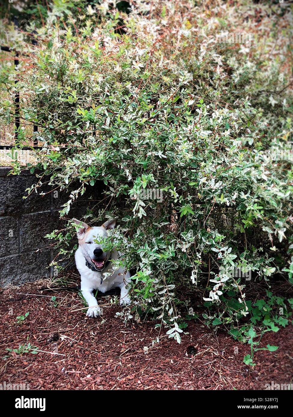 Un sorridente cane sotto un cespuglio. Foto Stock