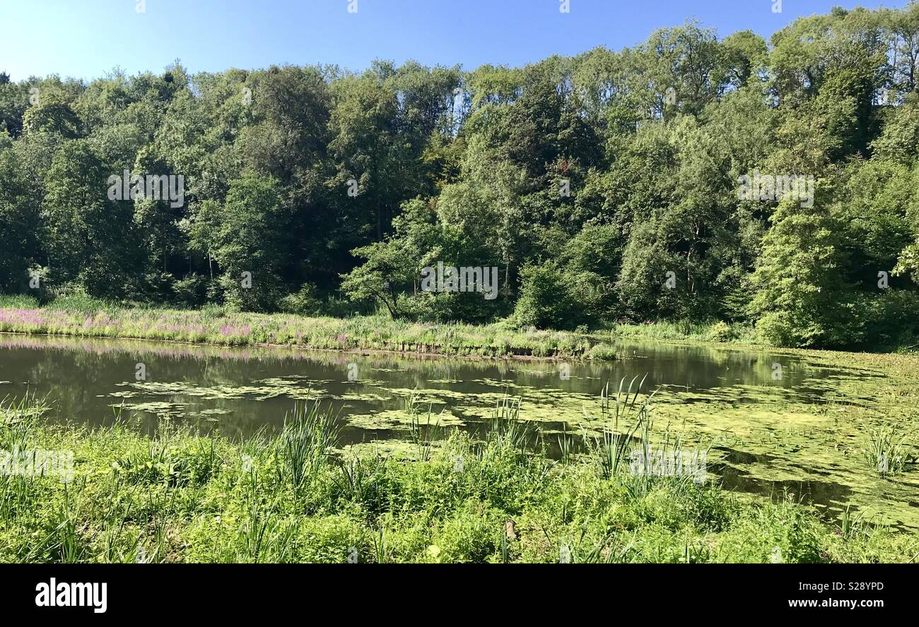 Tortworth lago. Gloucester - Immagine stock catturata con smartphone