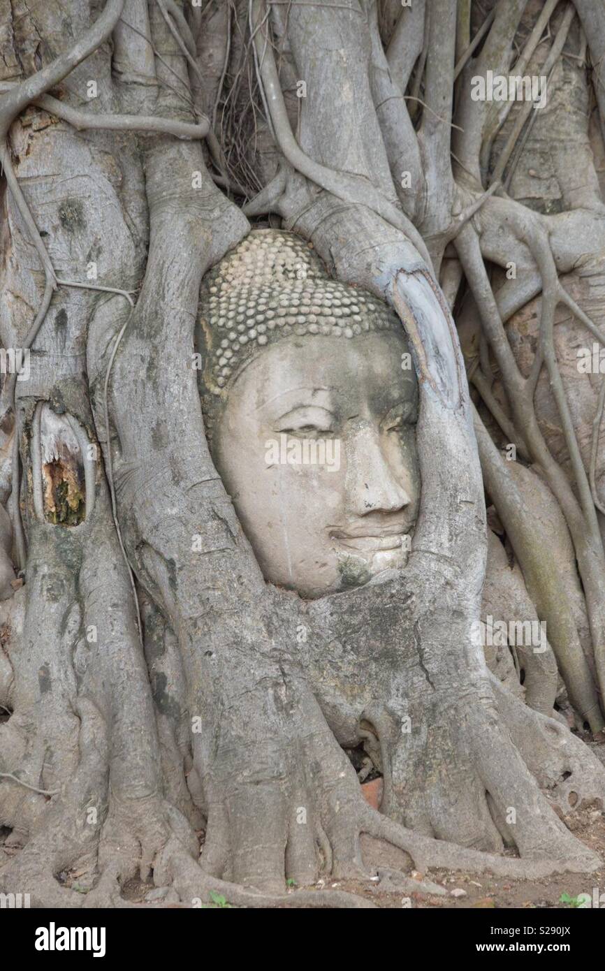 Il Wat Phra Mahathat "testa di Buddha circondato da alberi " Foto Stock