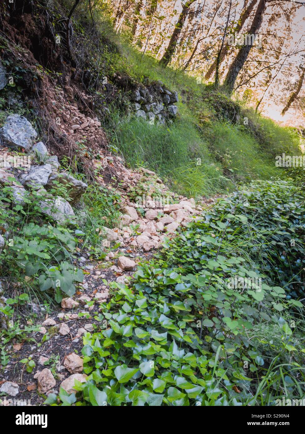 Il vecchio modo di camminare attraverso la foresta verde Foto Stock