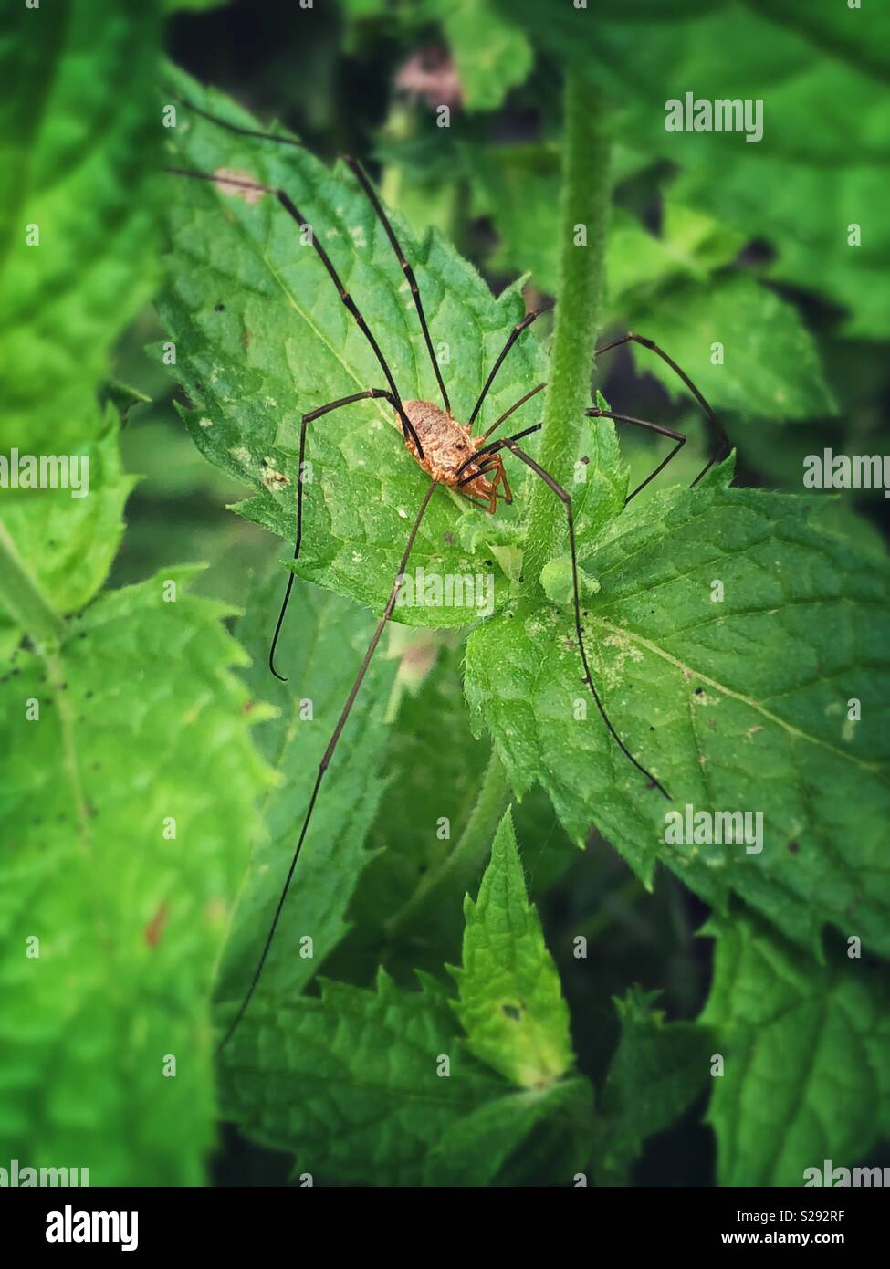 Daddy Long legs ragno in una foglia di menta in un giardino Foto Stock