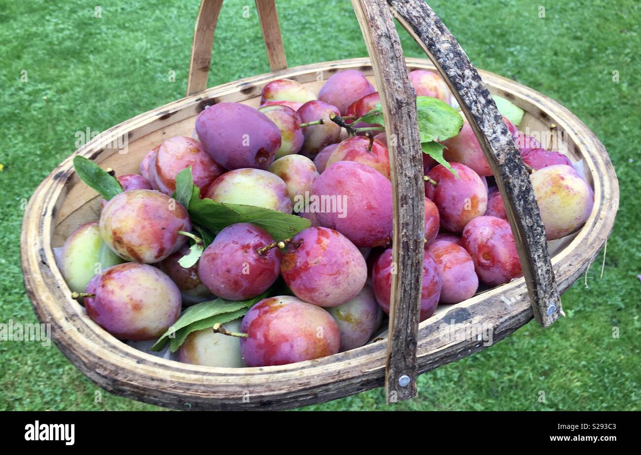 Cesto pieno di Victoria prugne Foto Stock