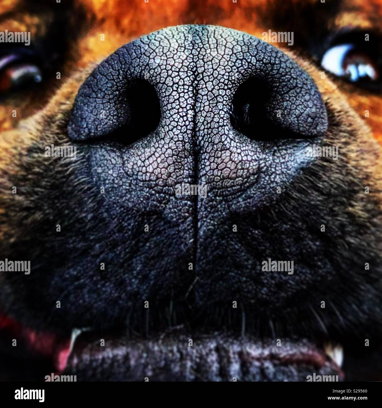 Naso di un Labrador chow mix cane Foto Stock