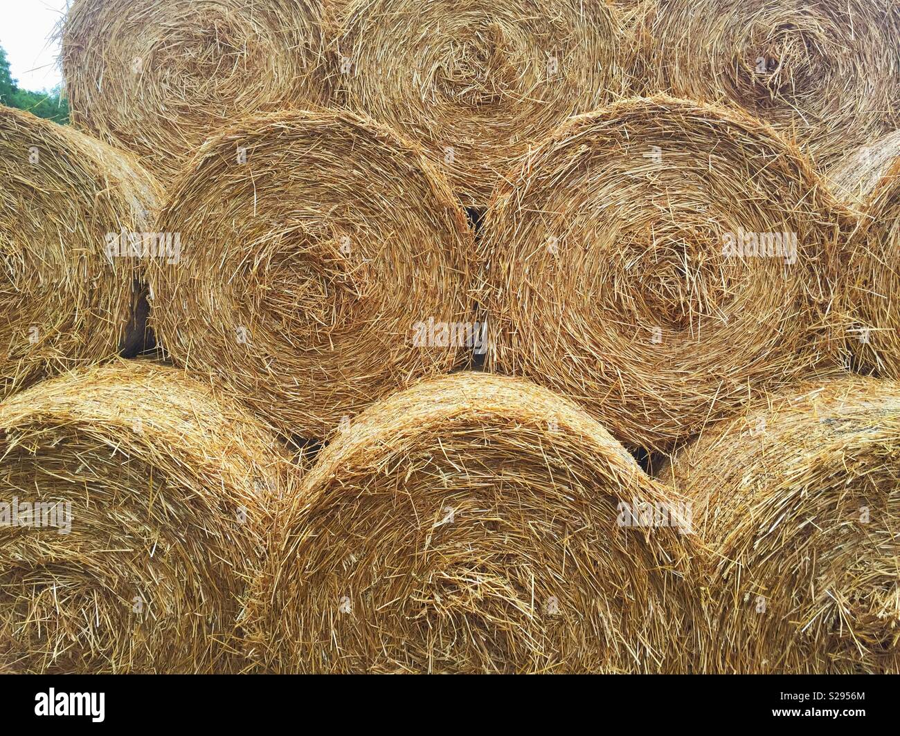 Impilate le balle di fieno. Foto Stock