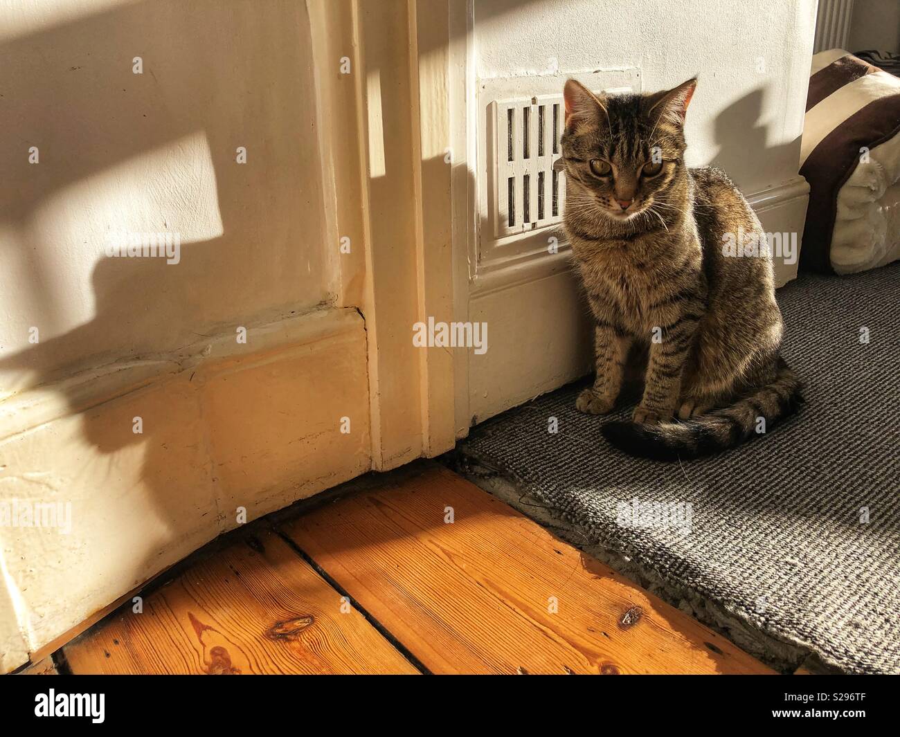 Piccolo gatto con una grande ombra seduta sul vecchio pavimento rustico Foto Stock