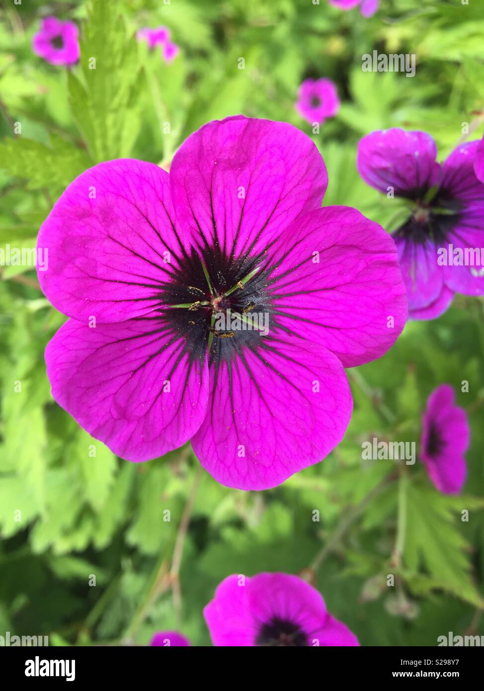 Cranesbill grigio. Un black eyed magenta fiore della famiglia geranio Foto Stock