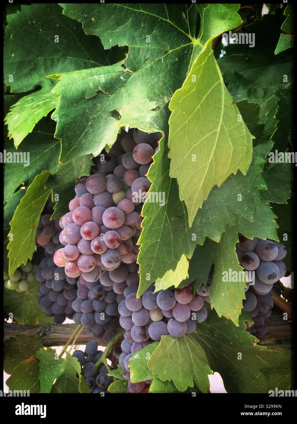 Grenache maturazione delle uve del vitigno, Catalogna, Spagna. - Immagine stock catturata con smartphone