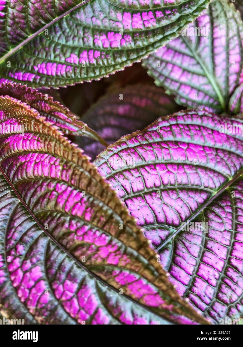 I modelli geometrici in natura. Foto Stock