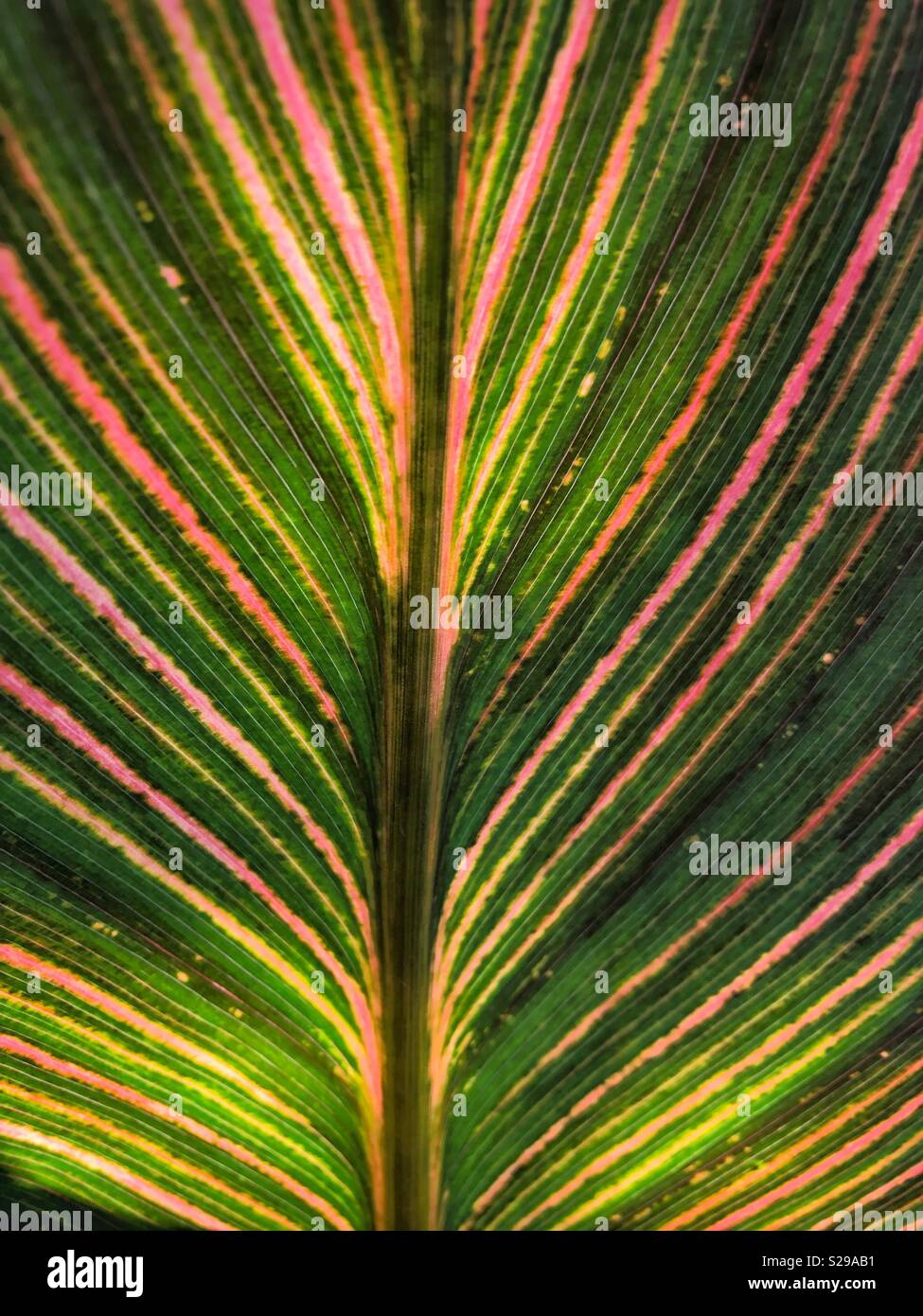 Bei modelli in natura. Foto Stock