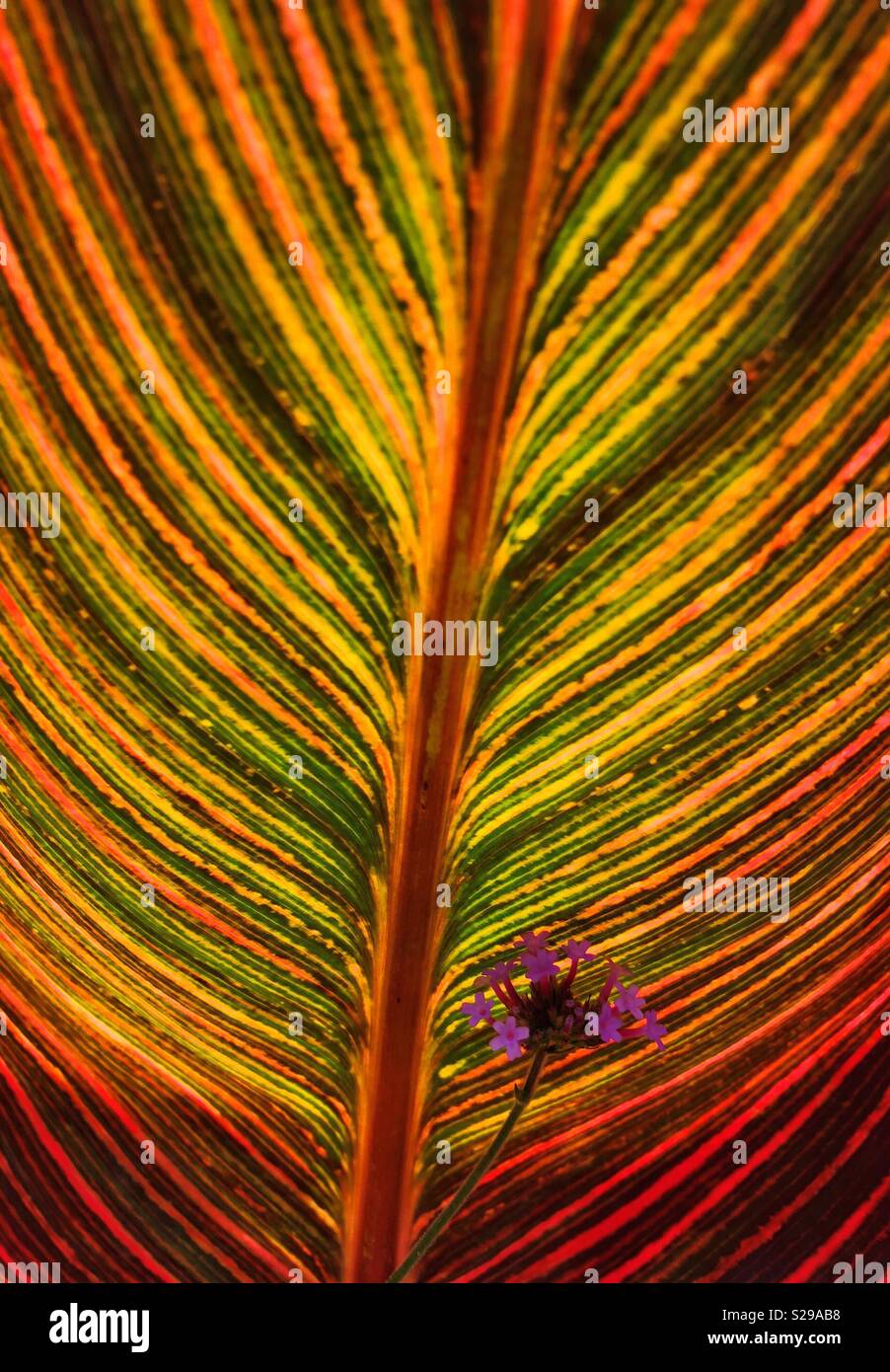 I modelli e le texture in natura. Foto Stock