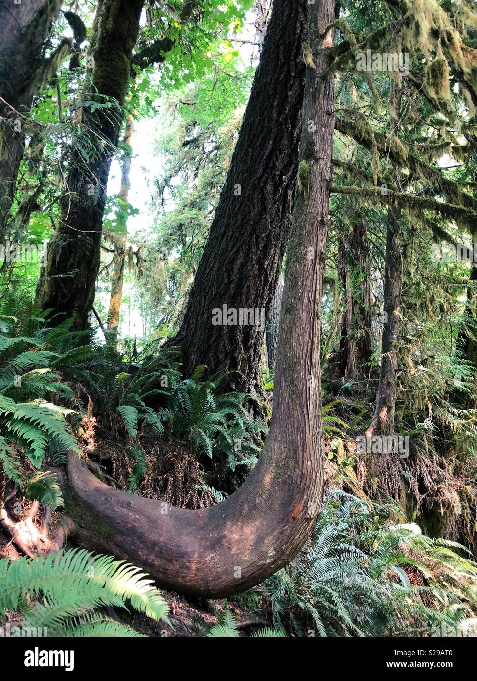 Un albero curvo in un bosco vicino a Mapleton, Oregon, Stati Uniti d'America. Foto Stock